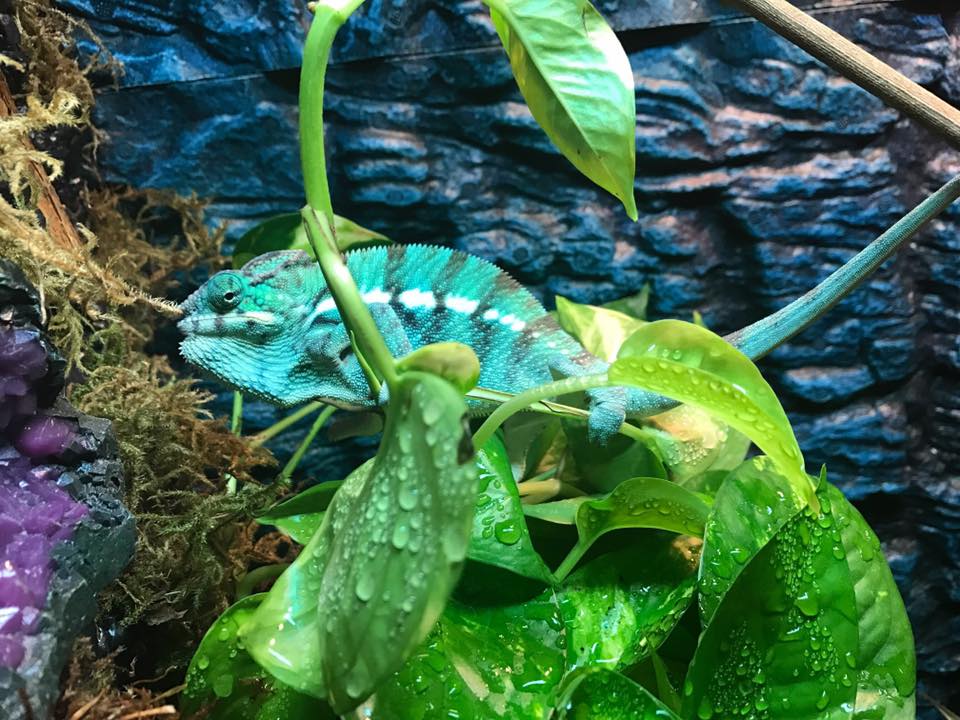 Winter Time Chameleon Feeding - Chromatic Chameleons