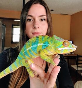 YBBB Ambilobe Panther Chameleon For Sale