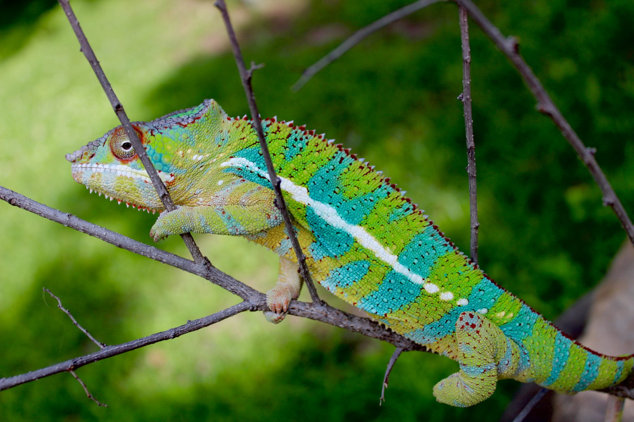 Care/Feeding - Chromatic Chameleons