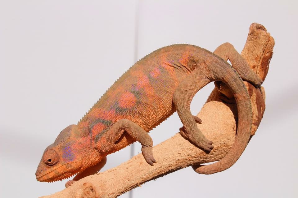 Care/Feeding - Chromatic Chameleons