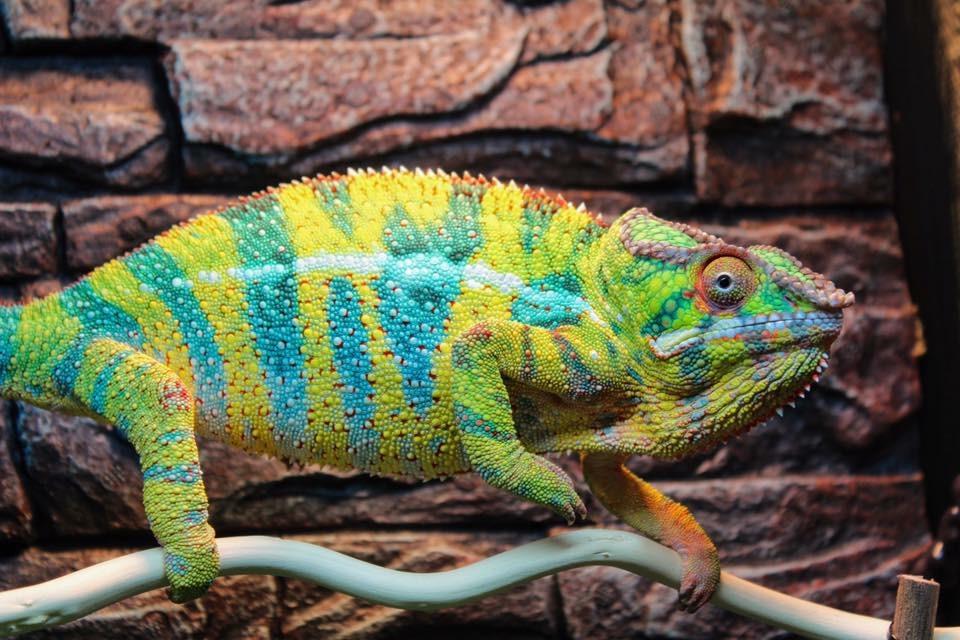 Is a Chameleon the Pet for You?