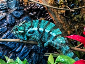 Nosy Be Panther Chameleon For Sale