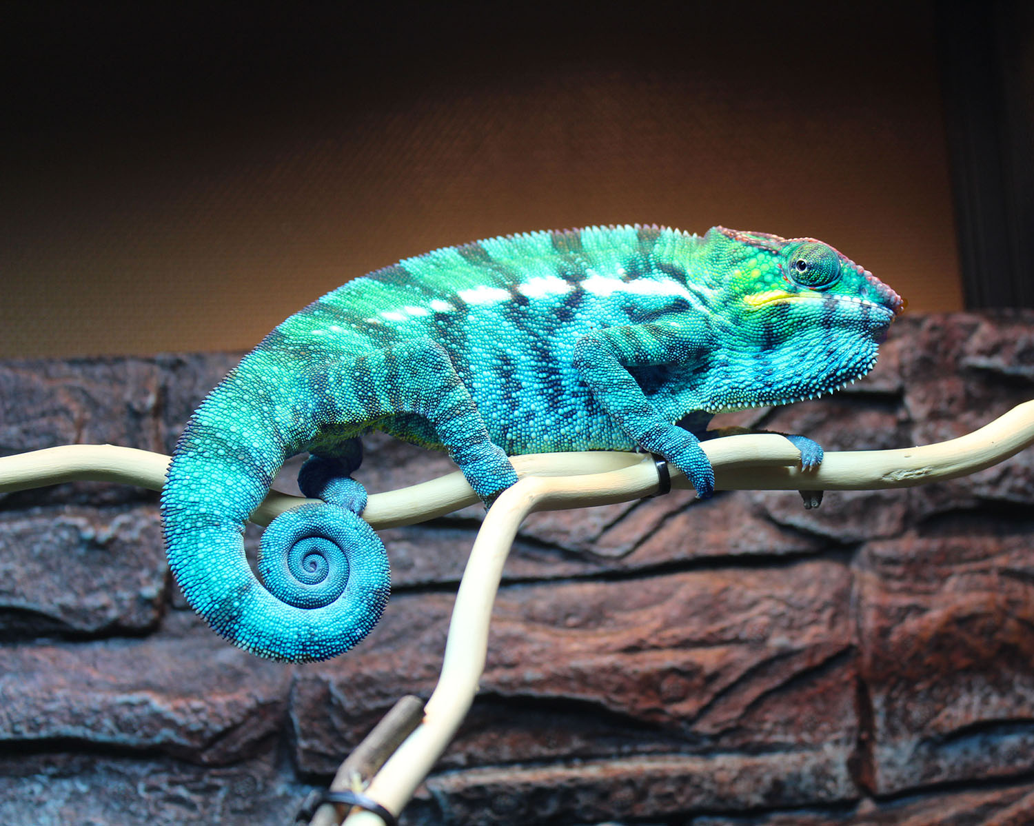 Nosy Be Panther Chameleons For Sale | Chromatic Chameleons