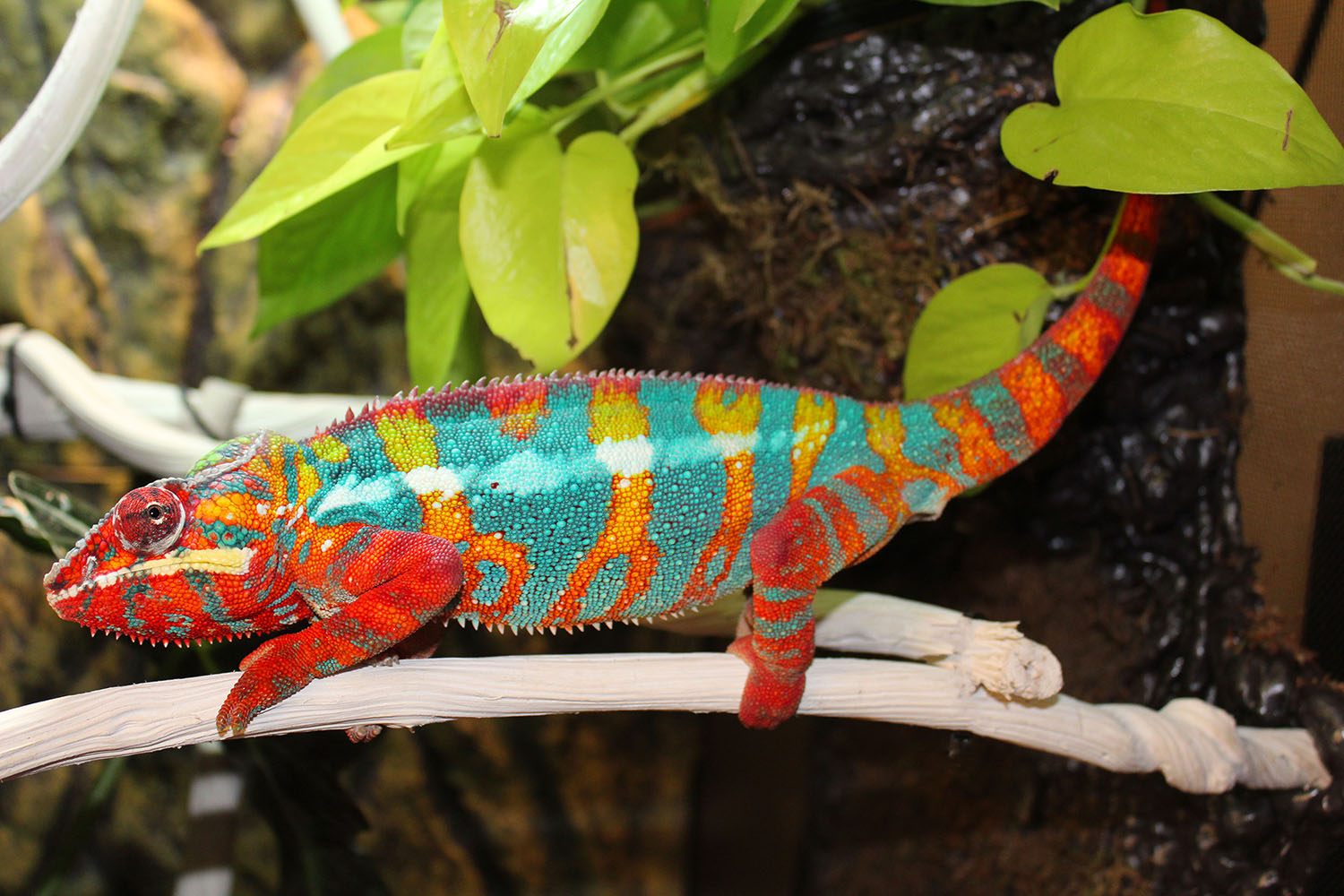 Ambilobe Panther Chameleons for sale | Chromatic Chameleons