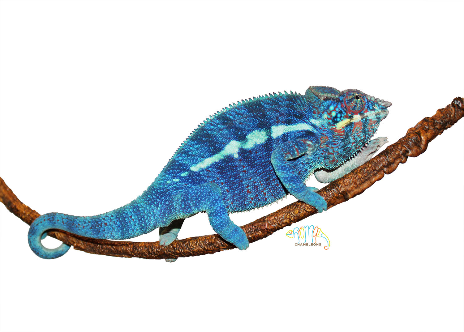 Ambanja Panther Chameleons For Sale | Chromatic Chameleons