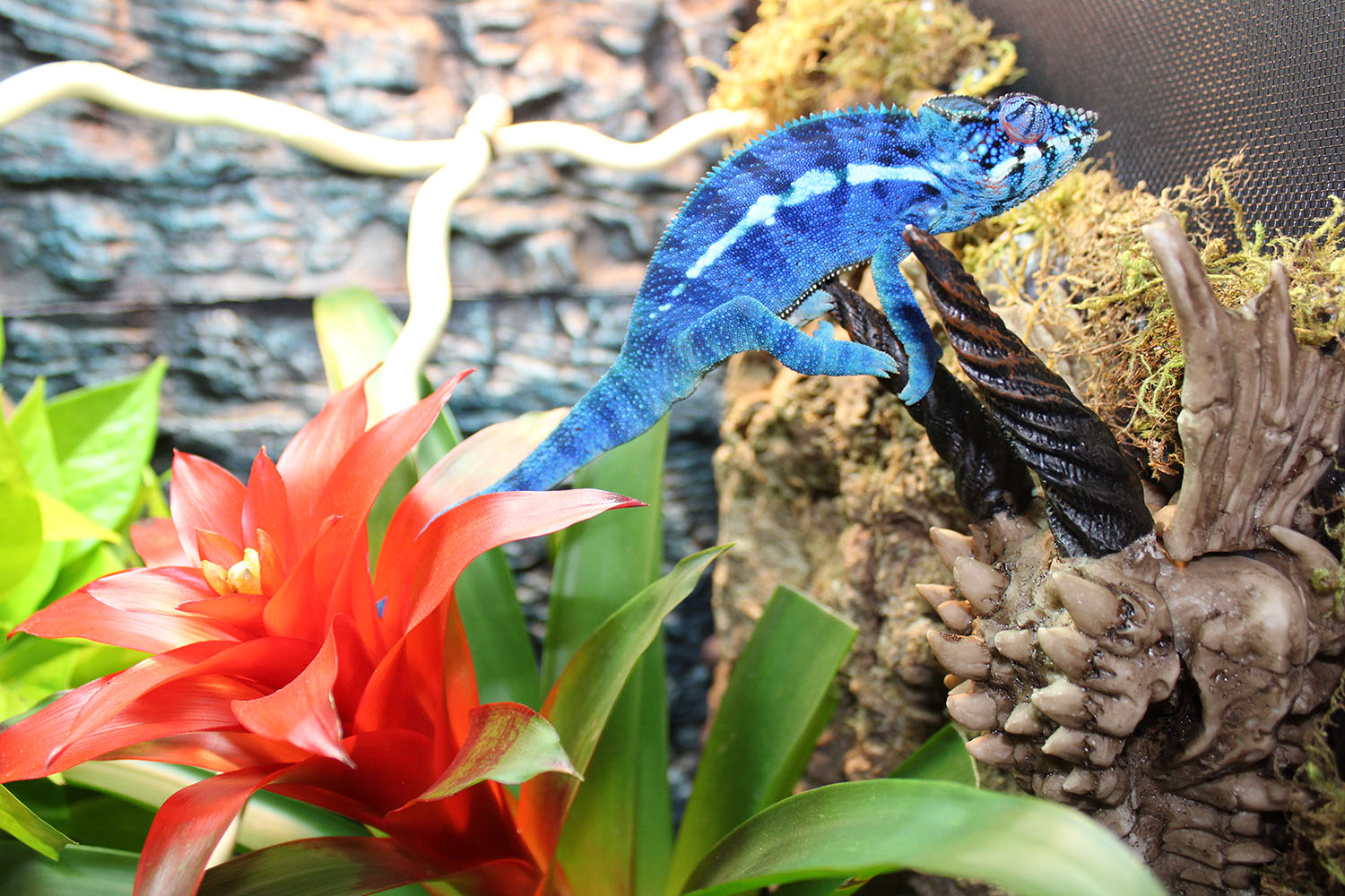 Ambanja Panther Chameleons For Sale | Chromatic Chameleons