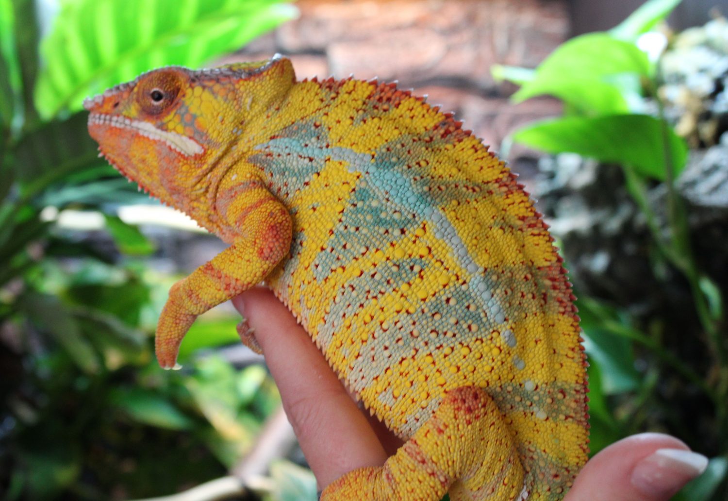 Ambilobe Panther Chameleons for sale Chromatic Chameleons