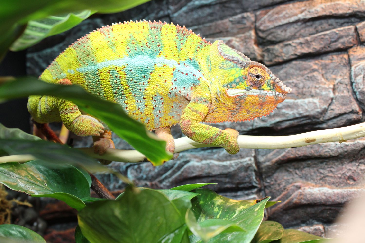 Ambilobe Panther Chameleons for sale | Chromatic Chameleons