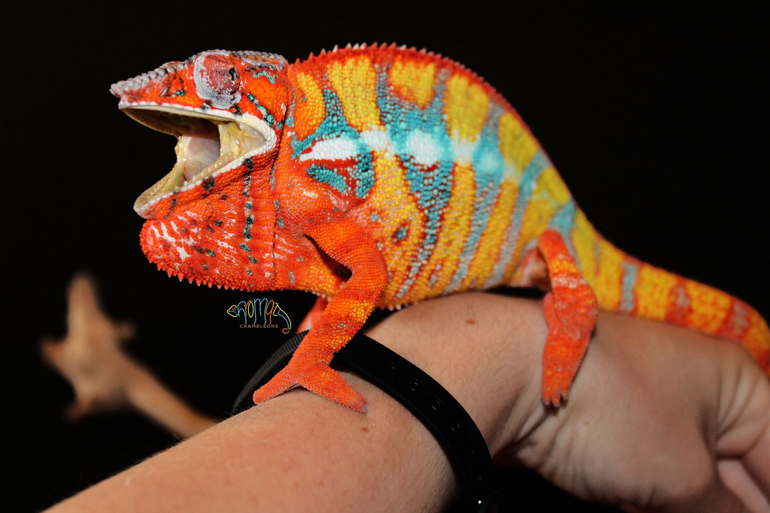 Ambilobe Panther Chameleons for sale | Chromatic Chameleons