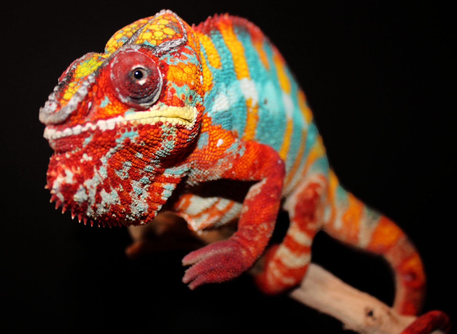 Ambilobe Panther Chameleons for sale | Chromatic Chameleons