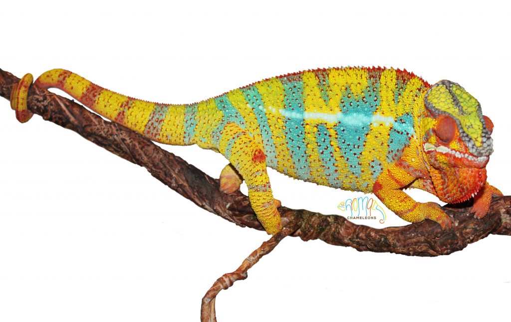 Female Juvenile Ambilobe Panther Chameleon For Sale - Chromatic Chameleons