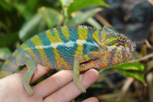 Ambilobe Panther Chameleon For Sale