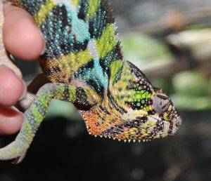 Ambilobe Panther Chameleon For Sale