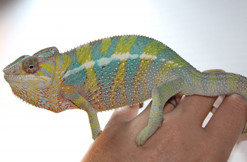 Male Panther Chameleon For Sale