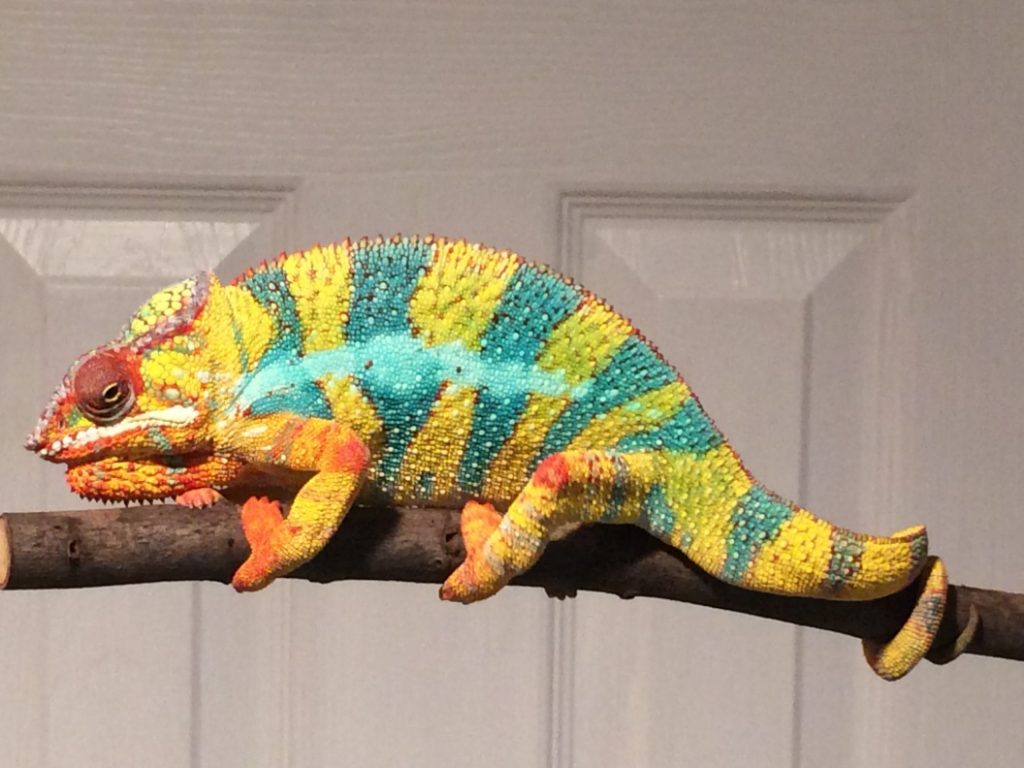 baby Panther Chameleon For Sale