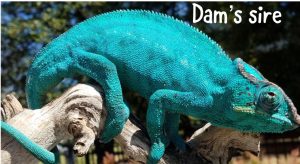 Nosy Be Panther Chameleon For Sale