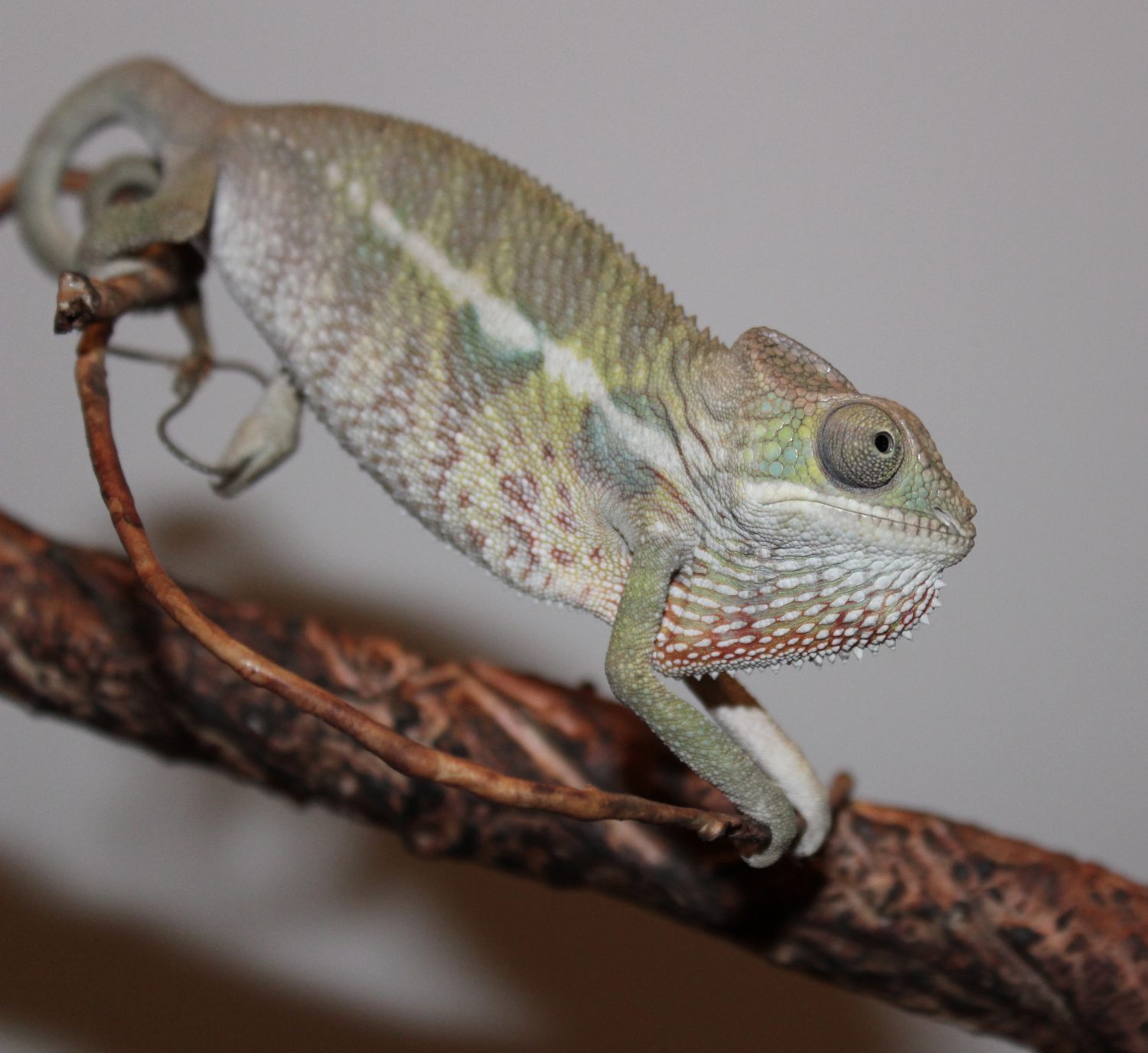 baby Panther Chameleon For Sale