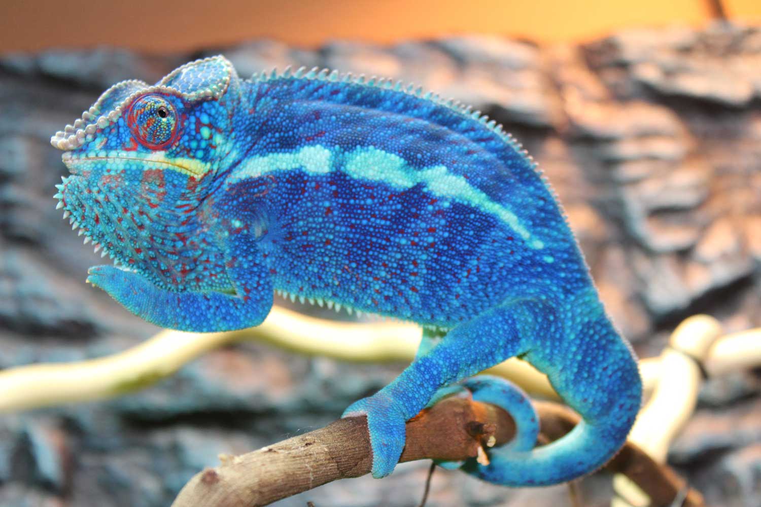 Featured image of post Ambanja Panther Chameleons For Sale