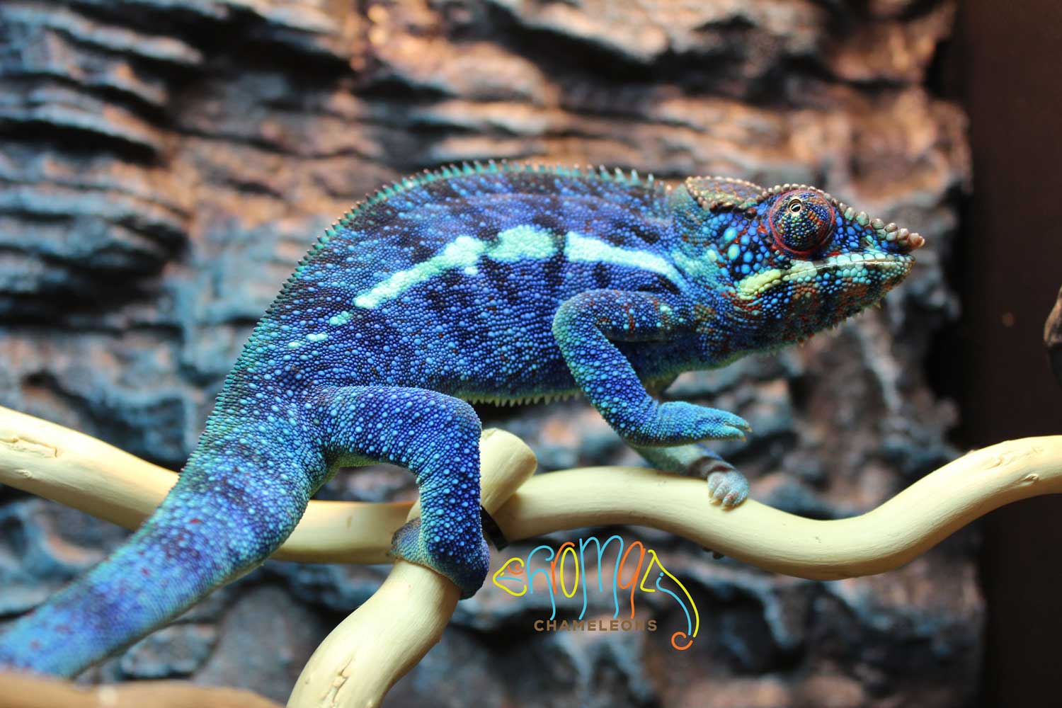 Neptune - Ambanja Panther Chameleons - Chromatic Chameleons
