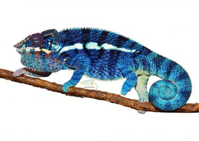 Ambanja Panther Chameleons for sale