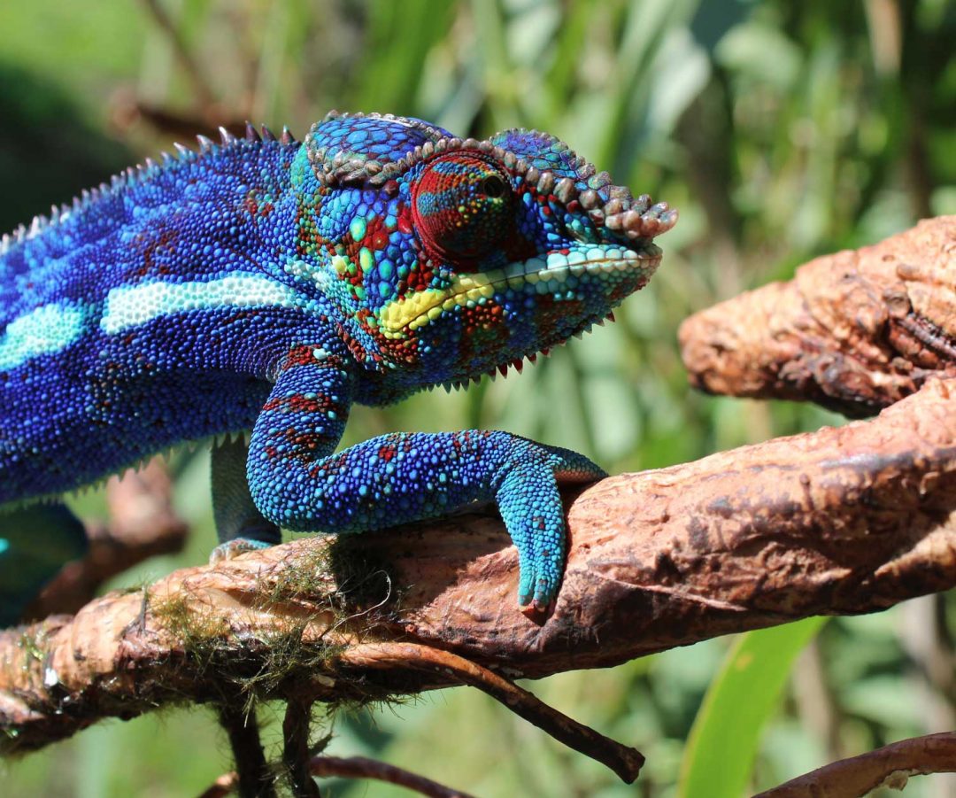 Neptune Ambanja Panther Chameleons Chromatic Chameleons