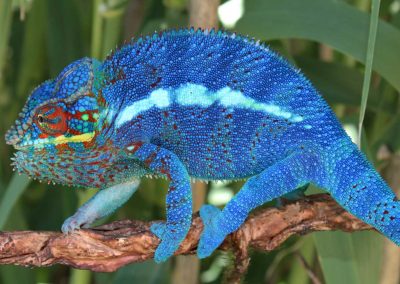 Ambanja panther chameleon