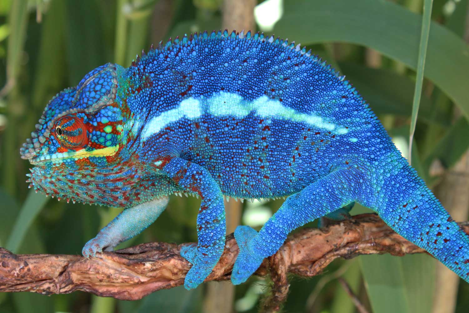 Neptune - Ambanja Panther Chameleons - Chromatic Chameleons