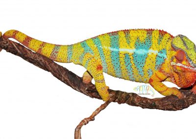 Panther Chameleons for sale