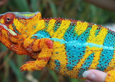 Ambilobe Panther Chameleon