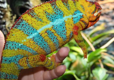 Ambilobe Panther Chameleons