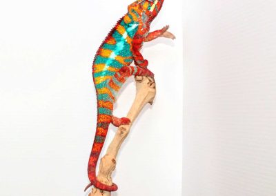 Panther Chameleons for sale