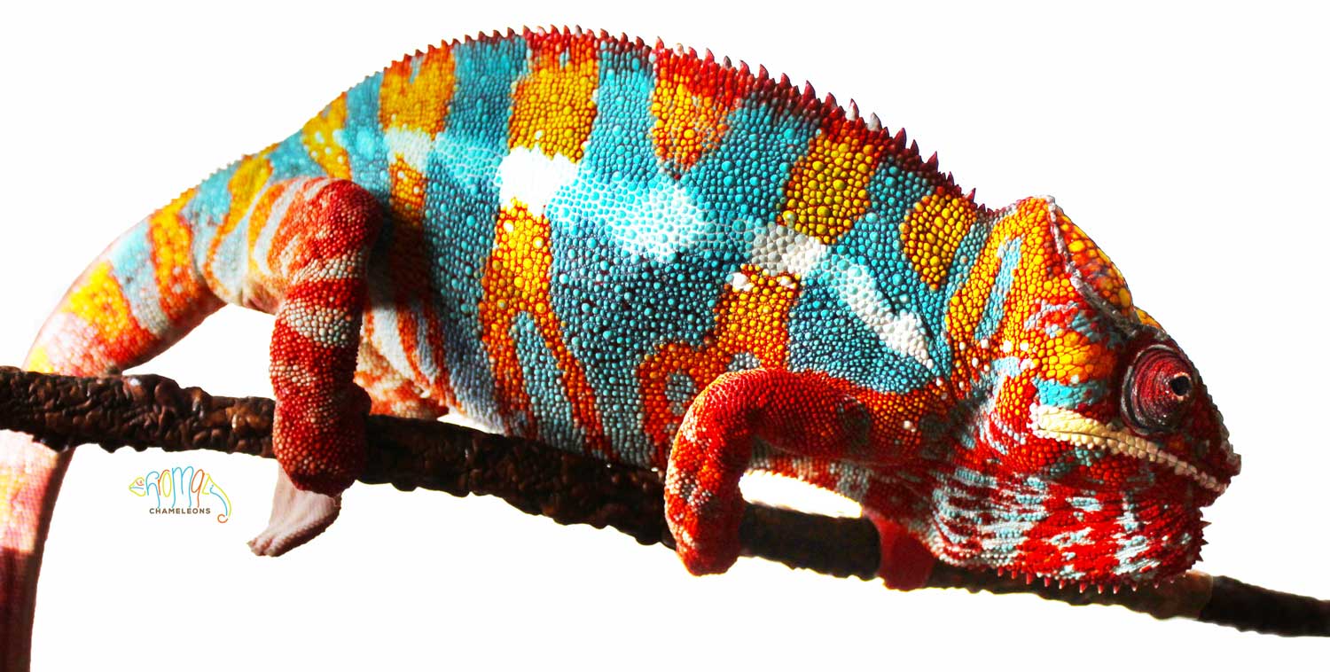 Panther Chameleons for sale