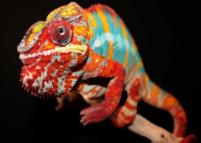 Panther Chameleons for sale