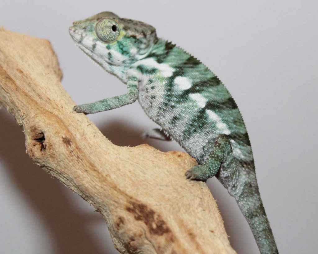 Male Nosy Be Panther Chameleon For Sale - Chromatic Chameleons