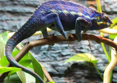 Ambanja Panther Chameleon