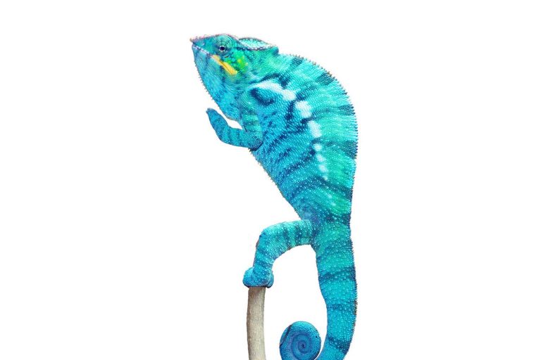 Nosy Be Panther Chameleons - Chromatic Chameleons