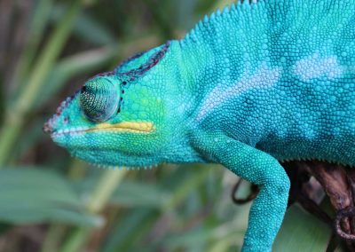 Nosy Be Panther Chameleon for sale