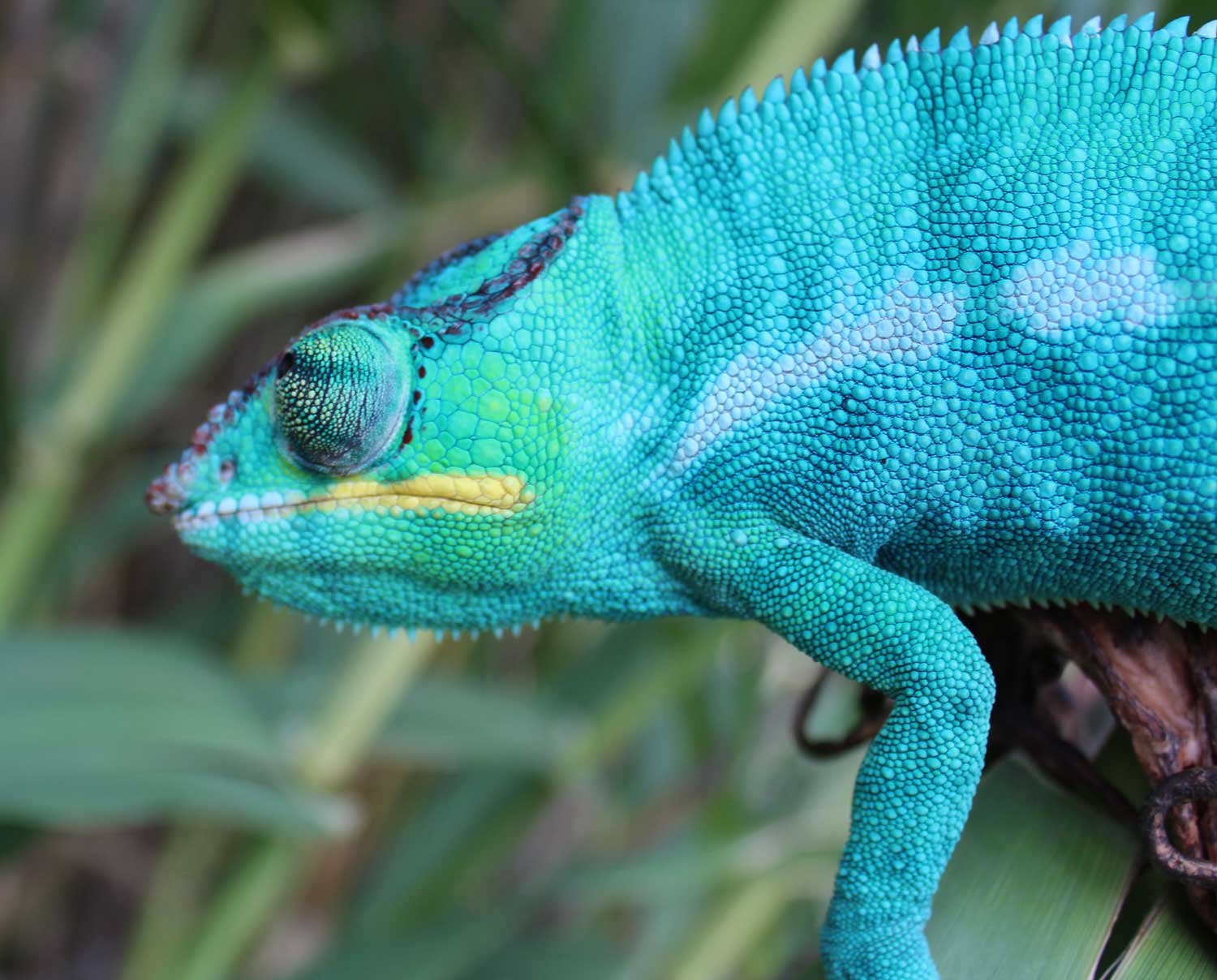 Nosy Be Panther Chameleon for sale