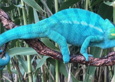 Nosy Be Panther Chameleons for sale