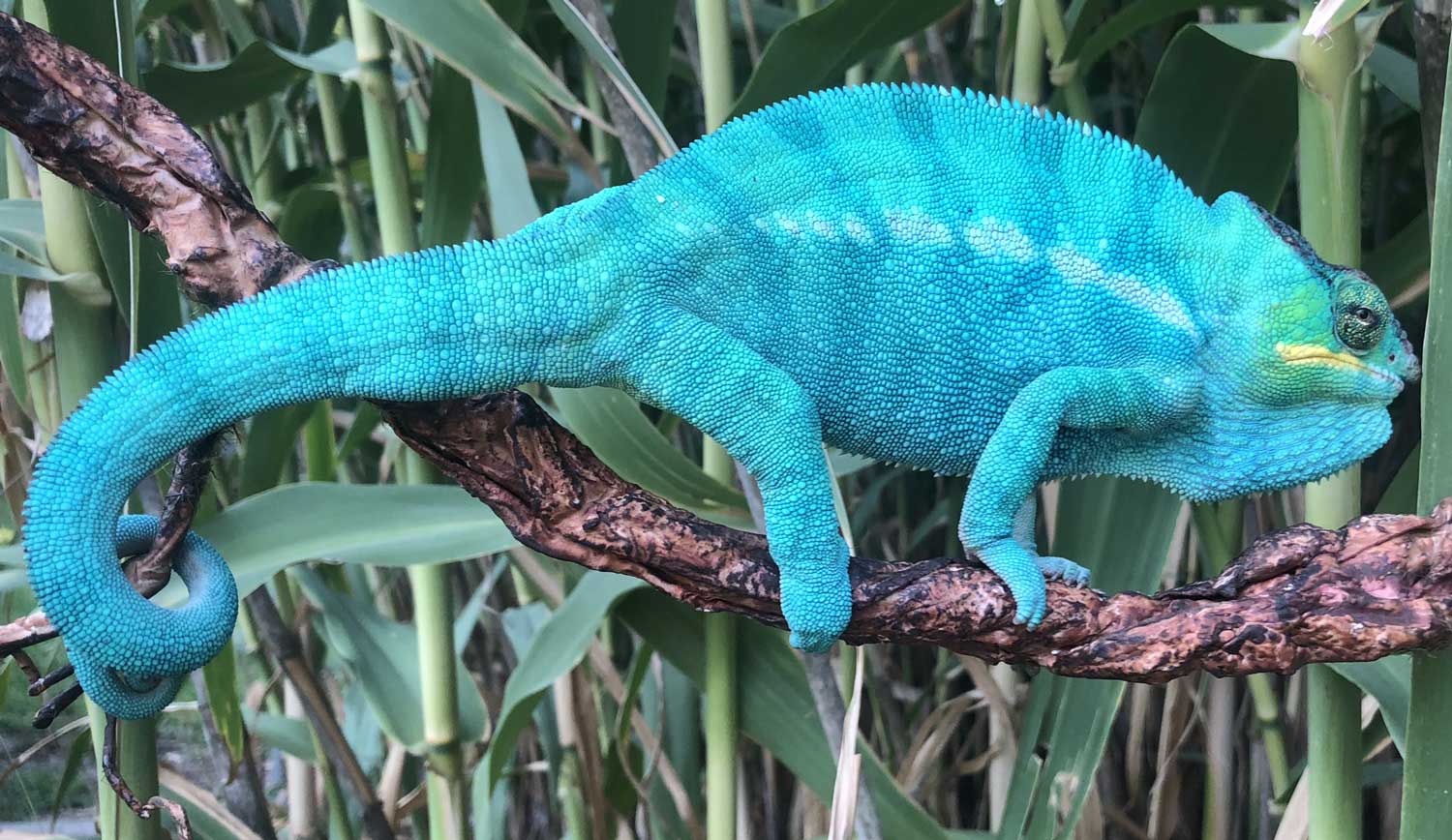 Nosy Be Panther Chameleons for sale