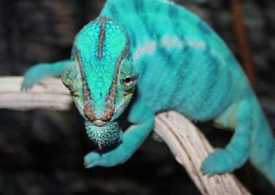 Nosy Be Panther Chameleon