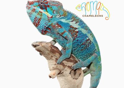 Panther Chameleon for sale