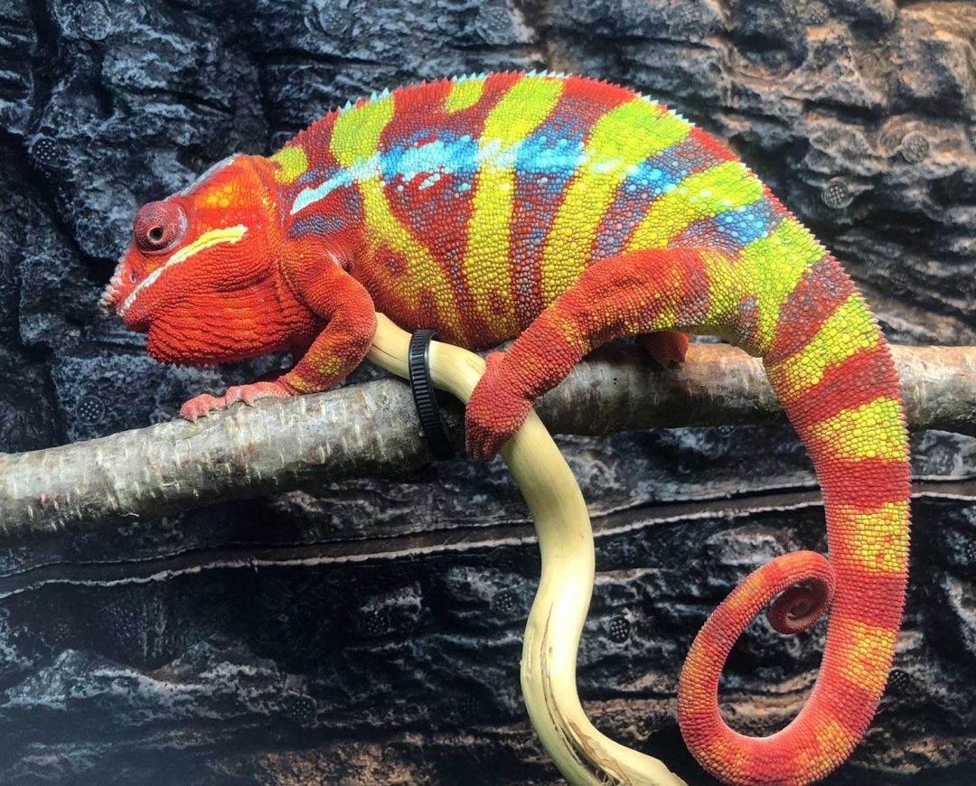 Ambilobe Panther Chameleons For Sale Chromatic Chameleons