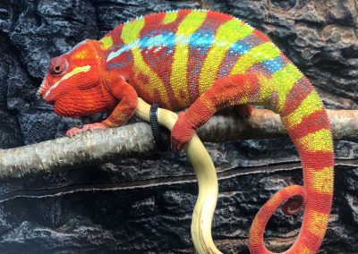 Panther Chameleons for sale