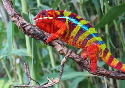 Ambilobe Panther Chameleon for sale