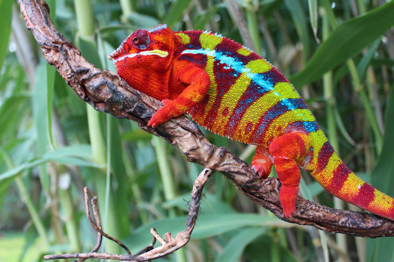 Ambilobe Panther Chameleon for sale