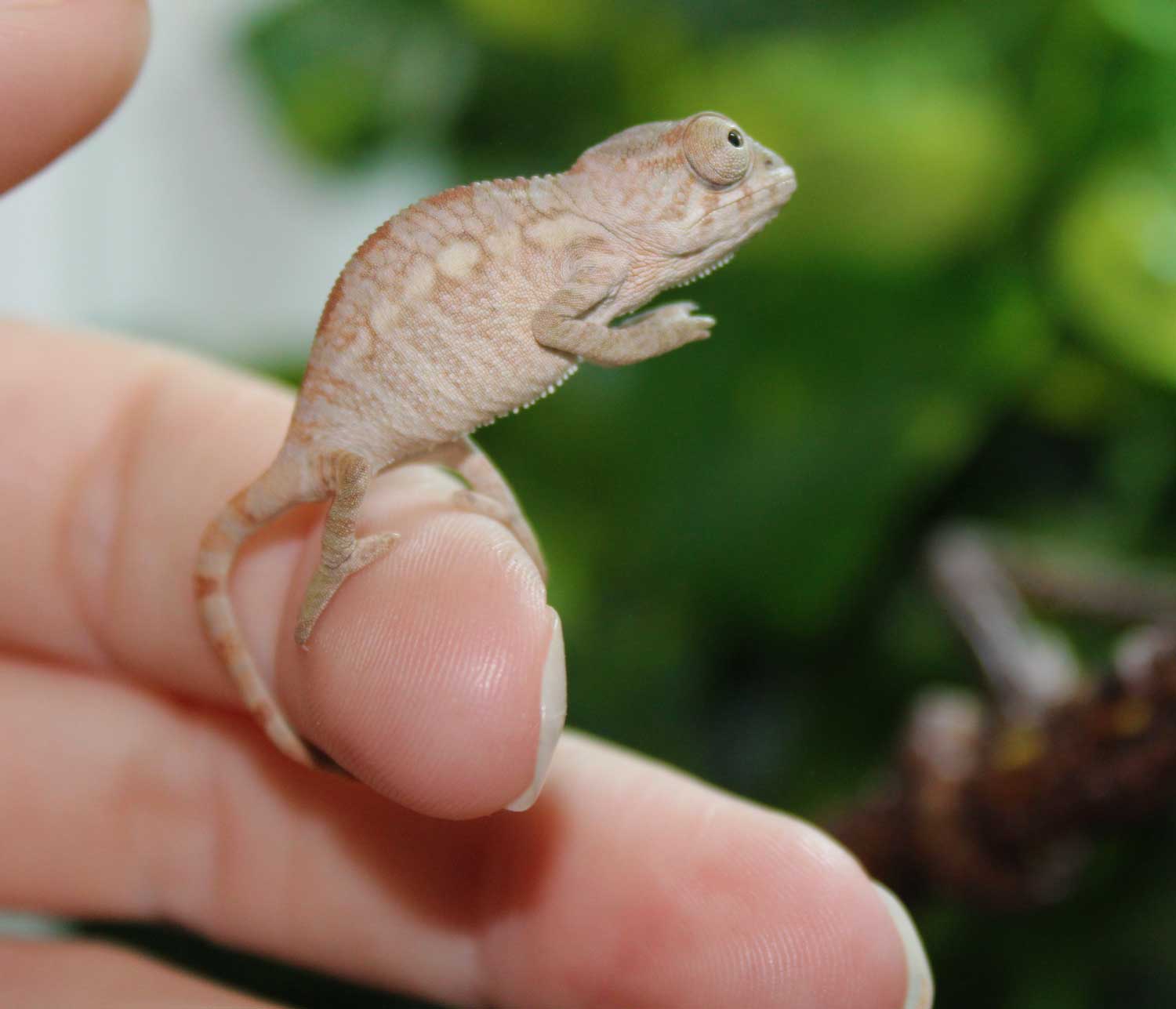 Ambilobe Panther Chameleon For Sale