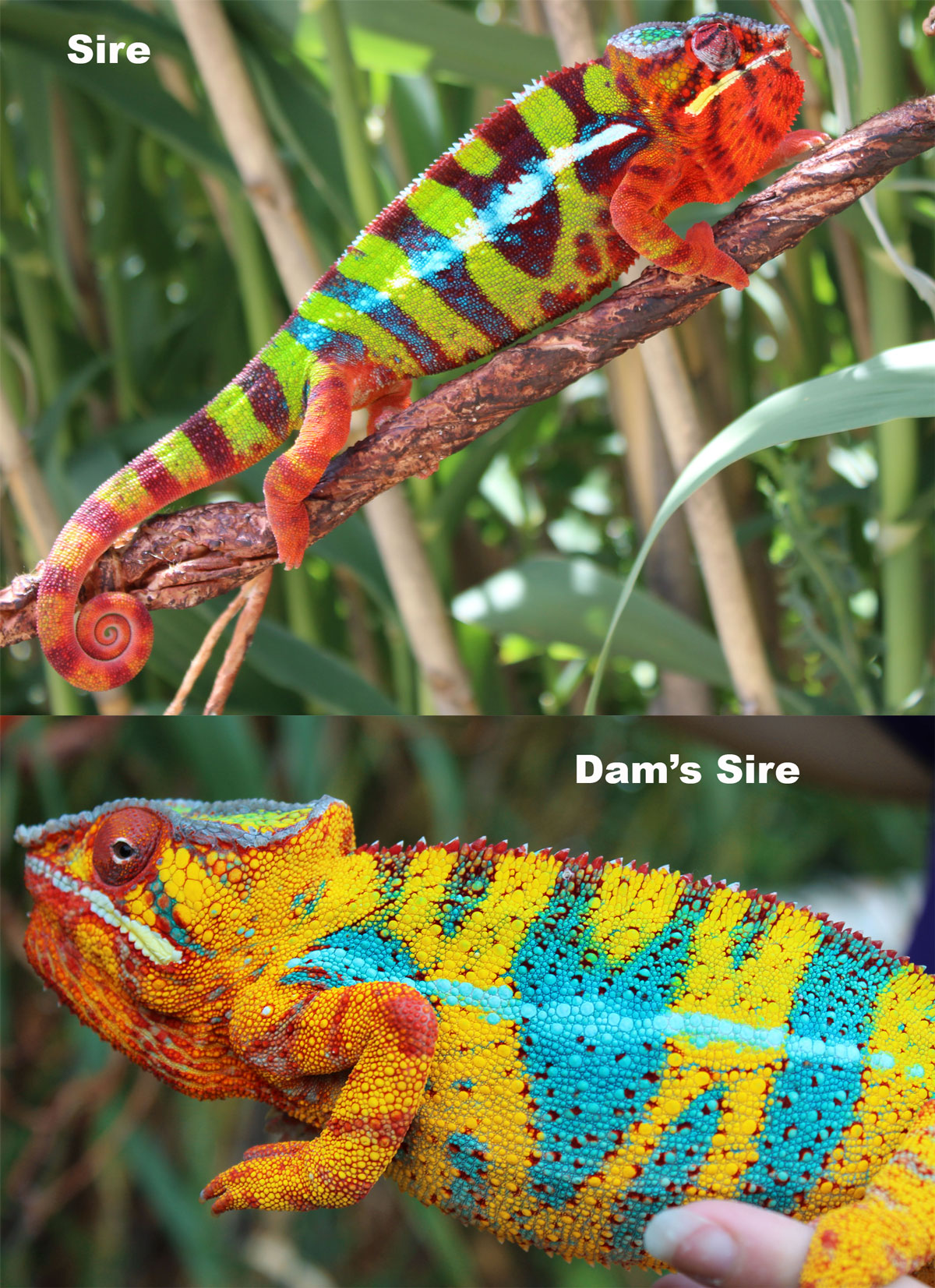 Panther Chameleons For Sale - Chromatic Chameleons