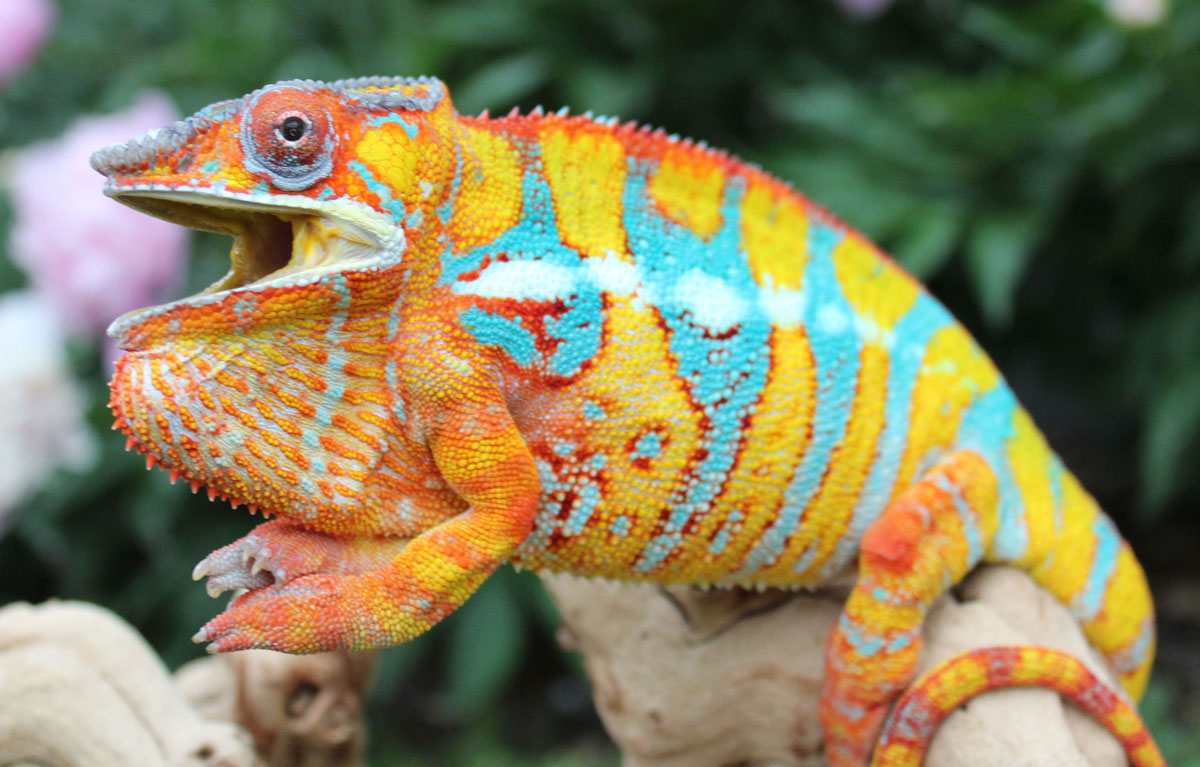 panther chameleon for sale