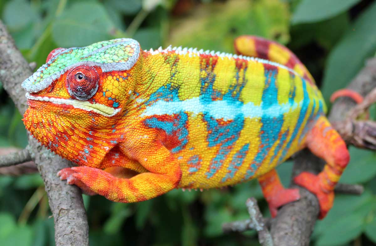 Male Ambilobe Panther Chameleon